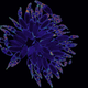Image for article titled Parasites, deadly bugs and fungi are more beautiful than you could possibly imagine